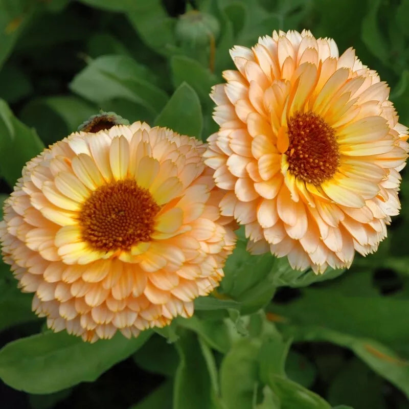 40 Pink Surprise Calendula Seeds Non-GMO Flower Seeds | www.seedsplantworld.com