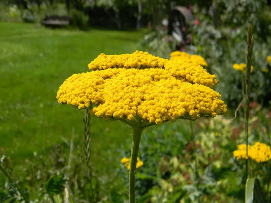 690 Yarrow Perennial Gold Yellow Flower Seeds | www.seedsplantworld.com