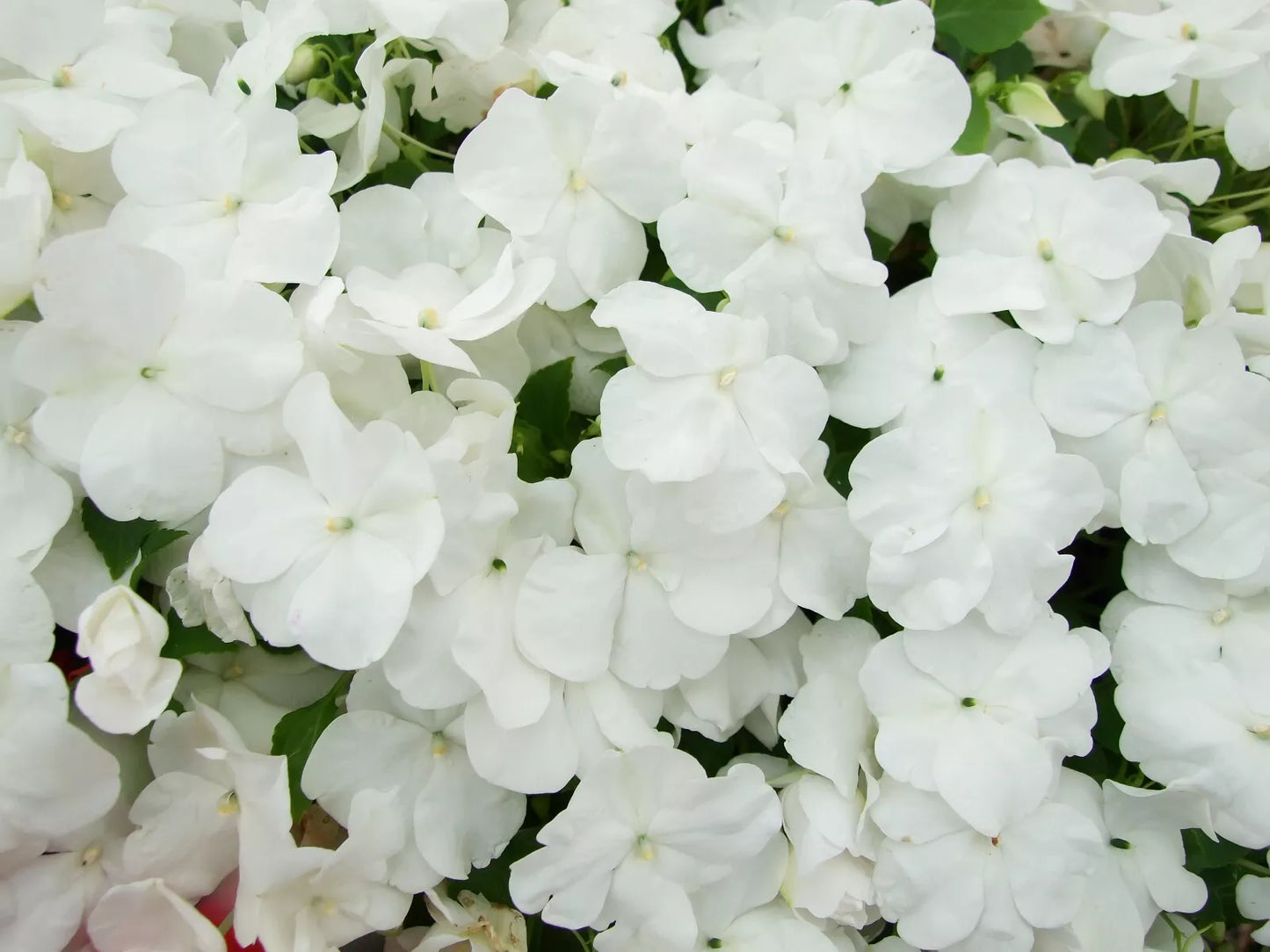 50 Dwarf White Impatiens Walleriana Sun Or Full Shade Flower Seeds | www.seedsplantworld.com