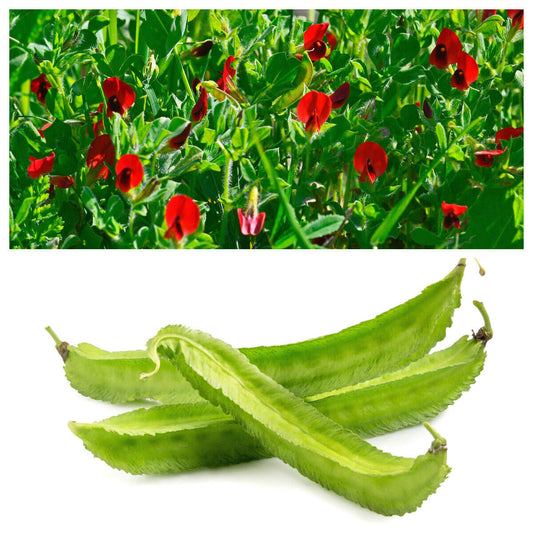 50 Asparagus Pea Winged Pea Lotus Tetragonolobus Red Flower Vegetable Seeds | www.seedsplantworld.com