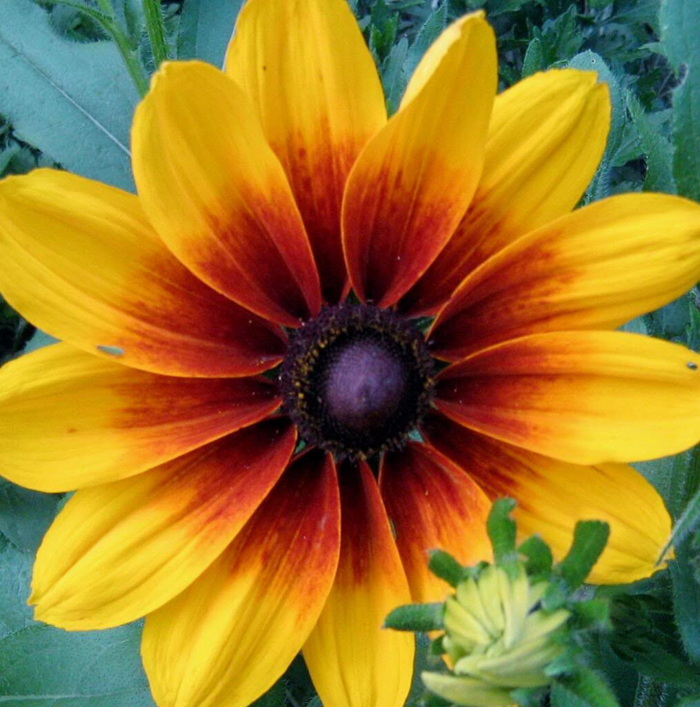 4000 Gloriosa Daisy Indian Summer Rudbeckia Hirta Flower Seeds | www.seedsplantworld.com