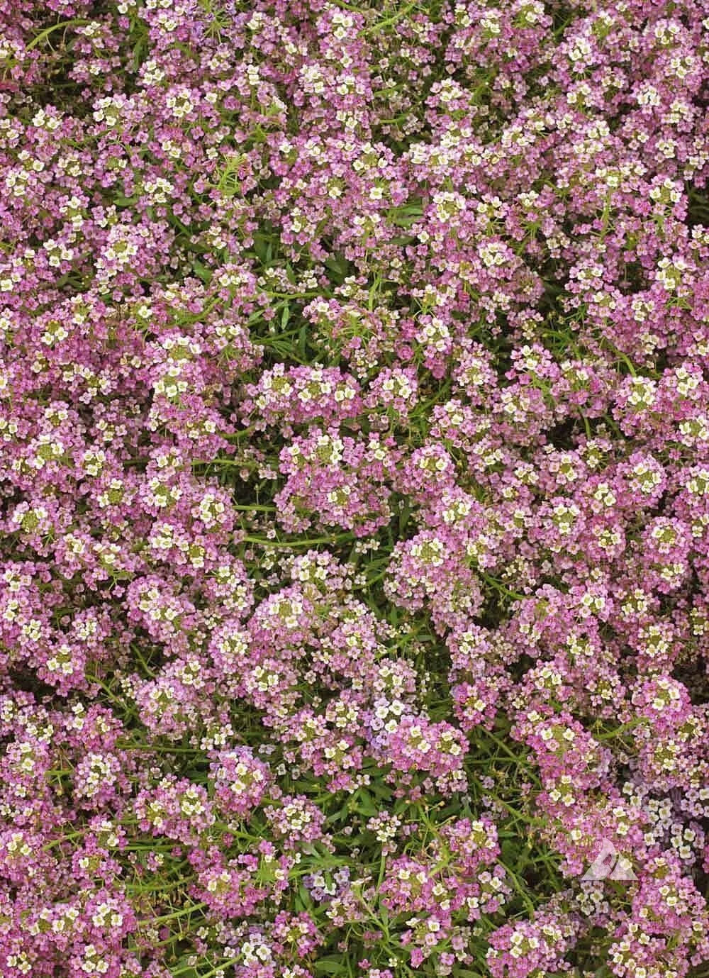 1000 Alyssum Sweet Dwarf Pink 4” Groundcover Fragrant Butterflies Non-Gmo Seeds For Planting | www.seedsplantworld.com