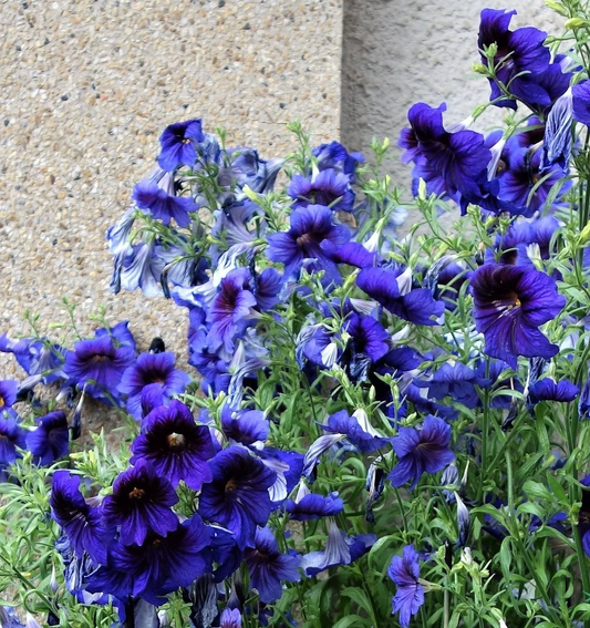 50 Organic Kew Blue Painted Tongue Salpiglossis Sinuata Trumpet Flower Seeds | www.seedsplantworld.com