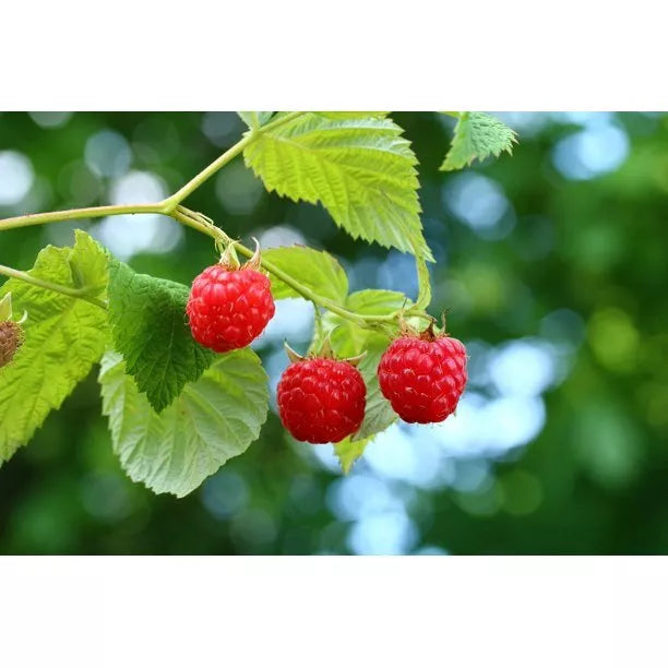 1 Joan J Everbearing Primocane Live Red Raspberry Plant (1-2 Yr Old) Fruit Plant | www.seedsplantworld.com