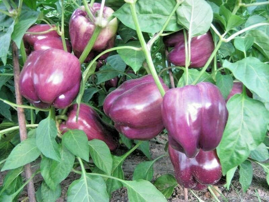 30+ Purple Beauty Bell Pepper Sweet Capsicum Annuum Vegetable Seeds | www.seedsplantworld.com