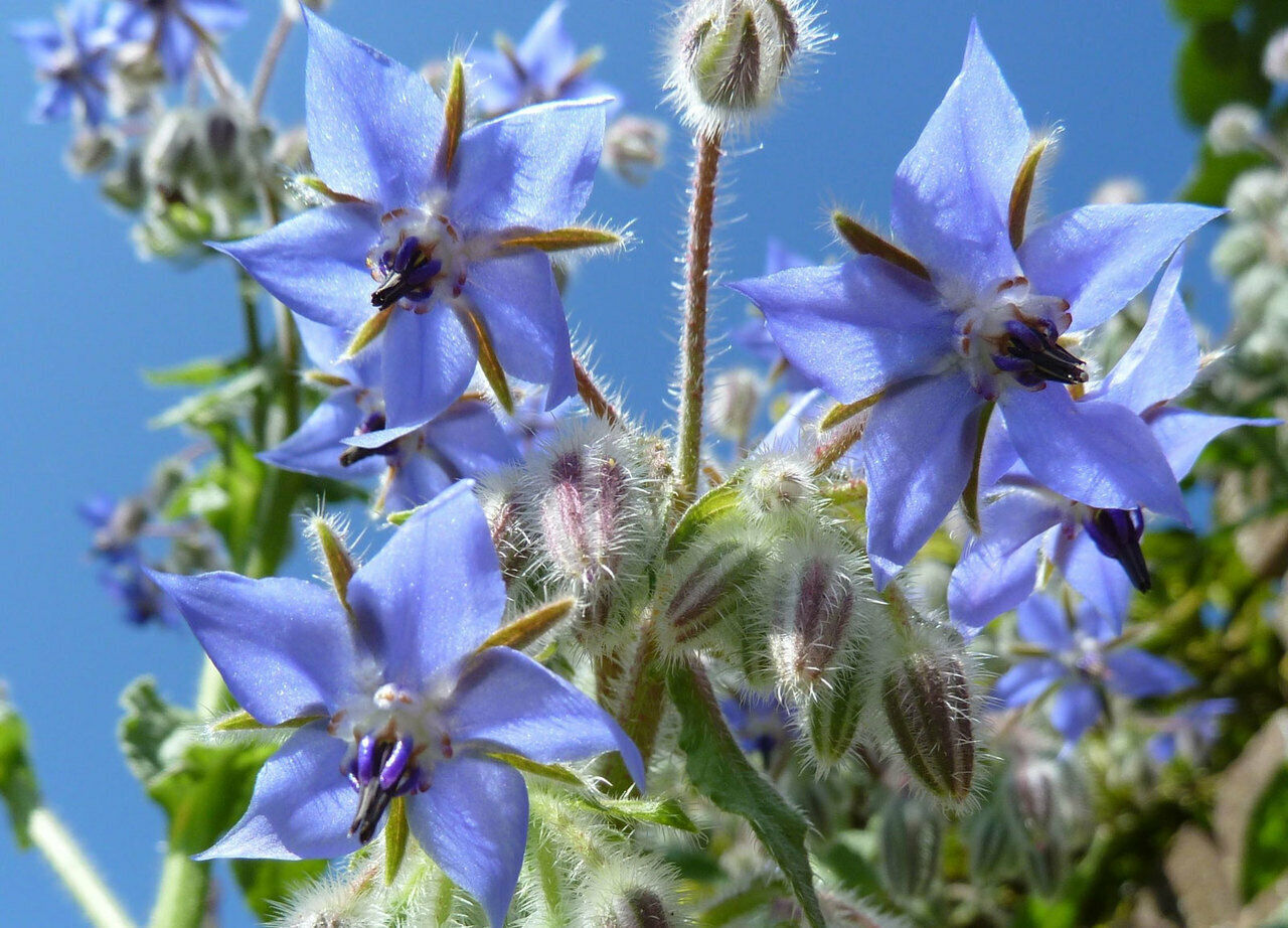 60 Borage Edible Blue Flower Seeds | www.seedsplantworld.com