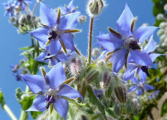 60 Borage Edible Blue Flower Seeds | www.seedsplantworld.com