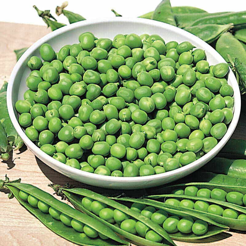 100 Pea Little Marvel Green Garden Bush Vegetable Seeds | www.seedsplantworld.com