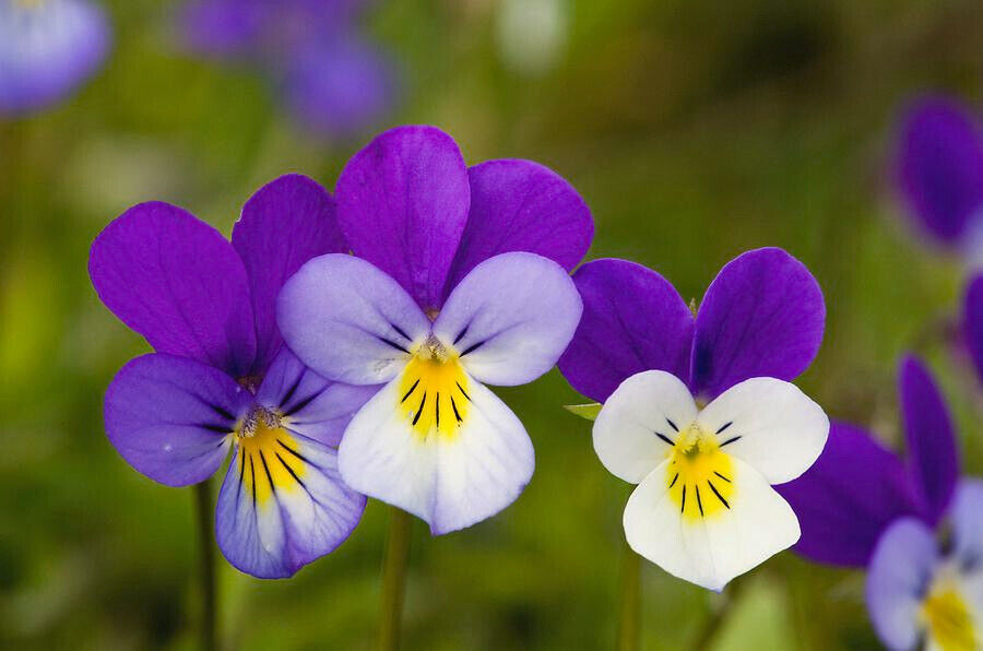 340 Johnny Jump-Up (Viola Tricolor) Violet Flower Seeds | www.seedsplantworld.com