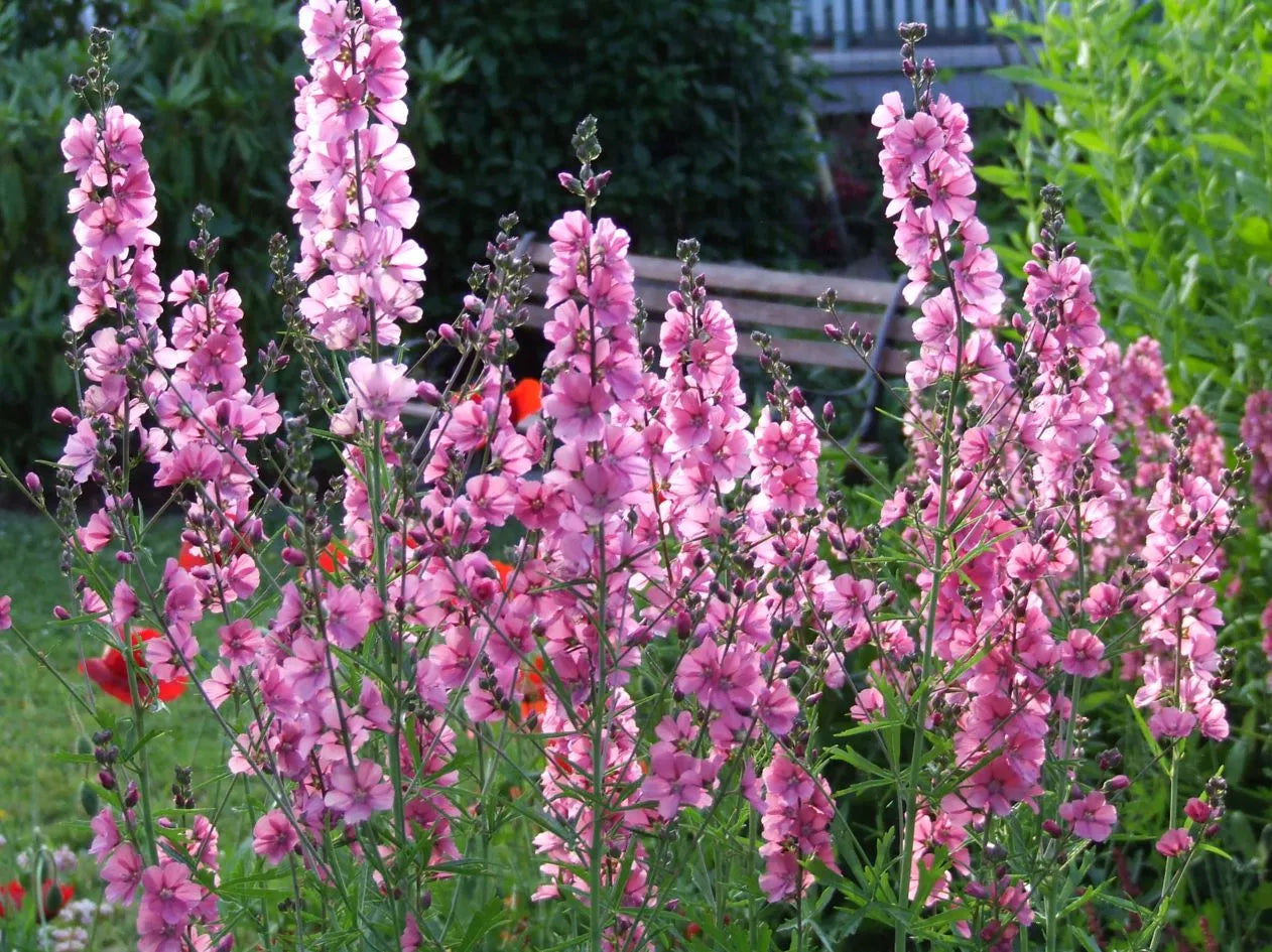 50 Pink Checkermallow Sidalcea Hendersonii Henderson'S Checkerbloom Flower Seeds | www.seedsplantworld.com