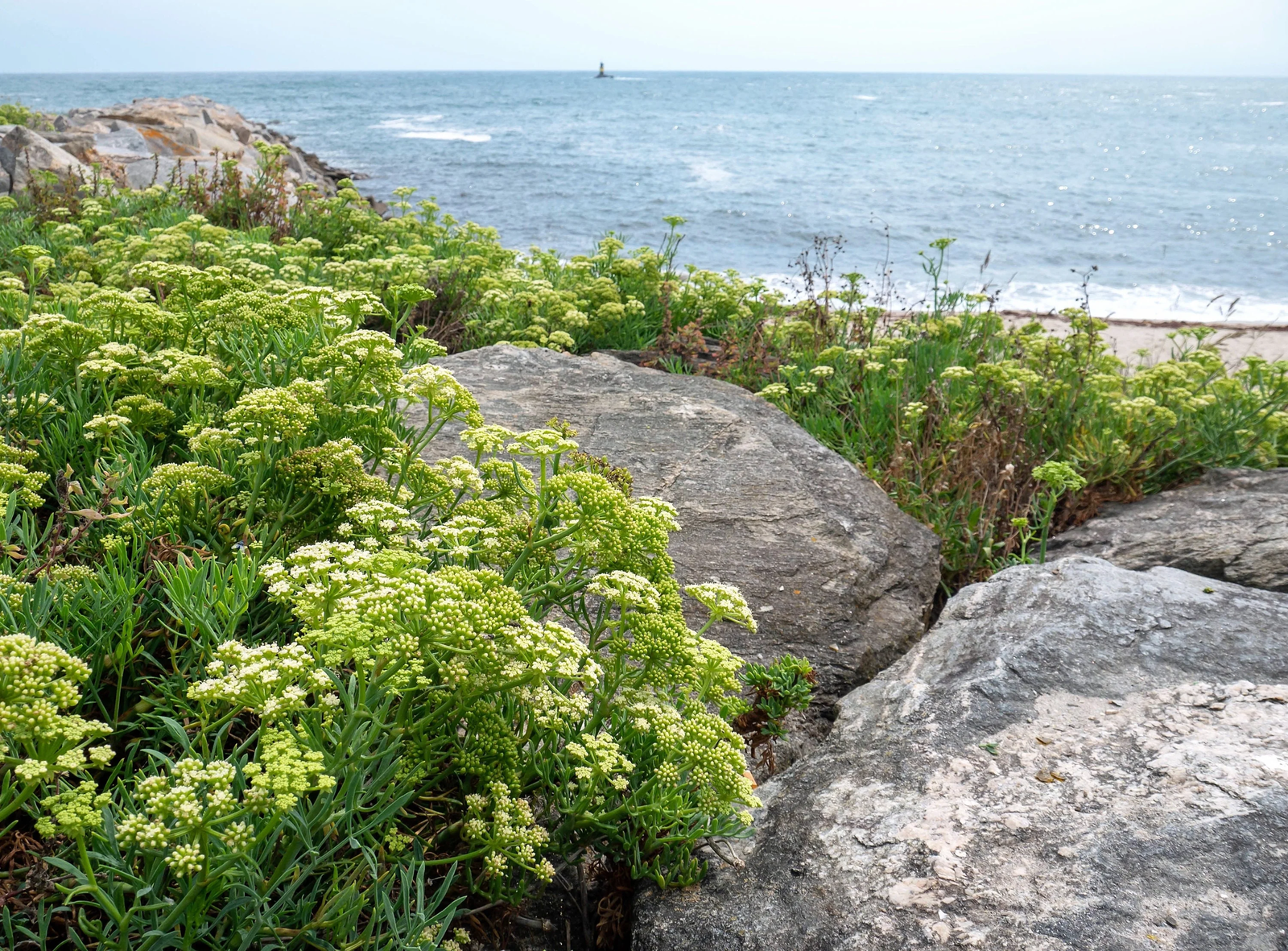 40 Sea Fennel Rock Samphire Crithmum Maritimum Herb Edible Vegetable Flower Seeds | www.seedsplantworld.com