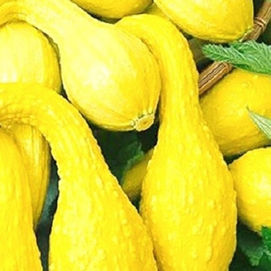 80 Crookneck Yellow Squash NON-GMO Heirloom Fruit Seeds | www.seedsplantworld.com