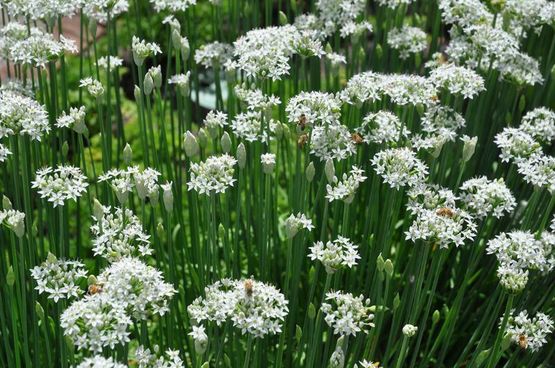 200+ Garlic Chives Garden NON-GMO Herb Vegetable Seeds | www.seedsplantworld.com