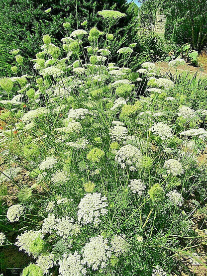 Verbena Bonariensis, 250 Seeds