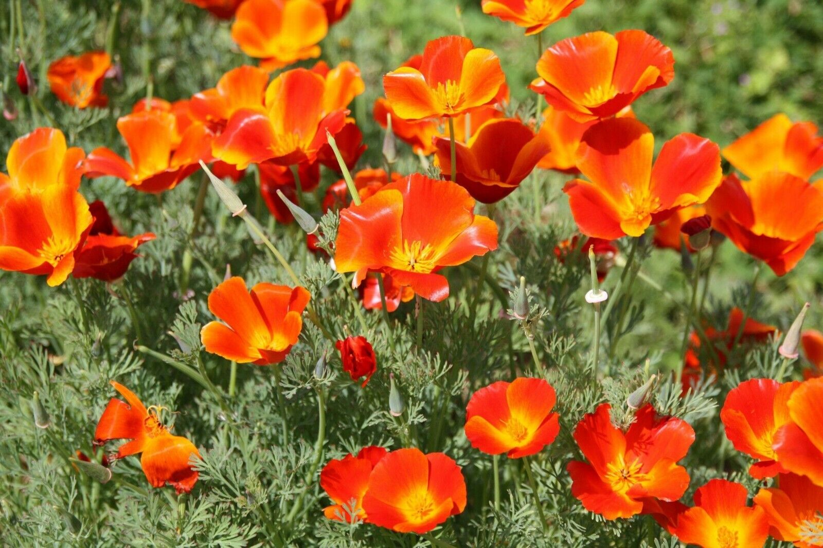 250+ Mikado California Poppy Eschscholzi Californica Flower Seeds | www.seedsplantworld.com