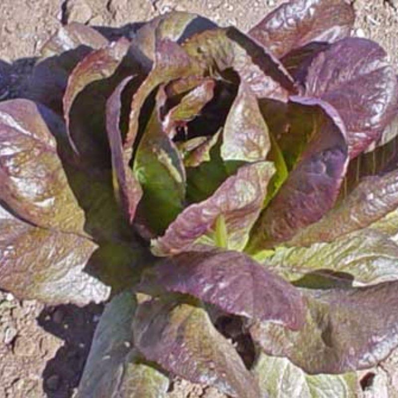 500 Lettuce Red Cimmaron Salad Greens Romaine Vegetable Seeds | www.seedsplantworld.com