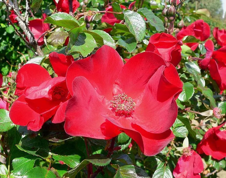 30 Japanese Red Rose Bush Rosa Rugosa Rubra Rugrose Fragrant Flower Seeds | www.seedsplantworld.com