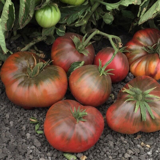 50 Ct Black Brandywine Tomato Heirloom NON-GMO Vegetable Seeds | www.seedsplantworld.com