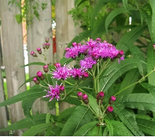 100 Missouri Ironweed Monarch Flower Native Purple Vernonia Missurica Seeds | www.seedsplantworld.com