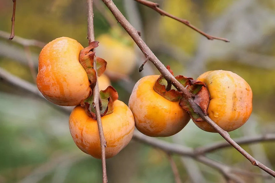 10 Italian Persimmon Tree Dateplum Date Plum Fruit Diospyros Lotus Seeds | www.seedsplantworld.com