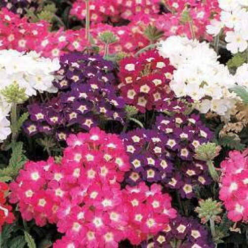 100 Mixed Colors Verbena Hortensis Flower Seeds | www.seedsplantworld.com