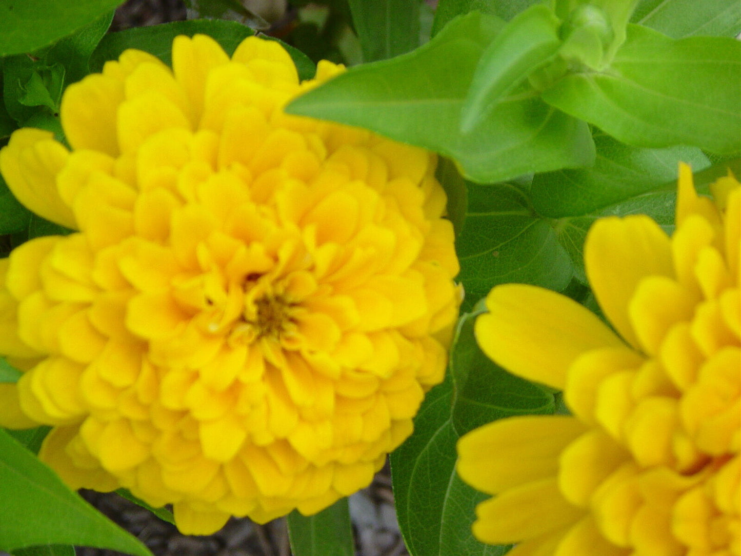 145 Zinnia Canary Yellow Flower Seeds | www.seedsplantworld.com