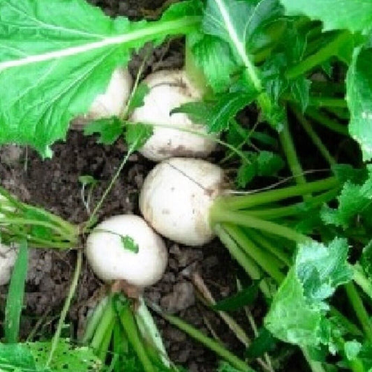 100 Seven Top Turnip NON_GMO Heirloom Vegetable Seeds | www.seedsplantworld.com