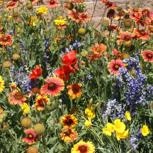 200+ Dryland Wildflower Mix Perennial Annual 21 Species Flower Seeds | www.seedsplantworld.com