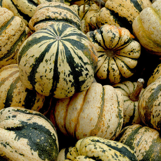 30 Ct Sweet Dumpling Squash Winter Garden NON-GMO Vegetable Seeds | www.seedsplantworld.com