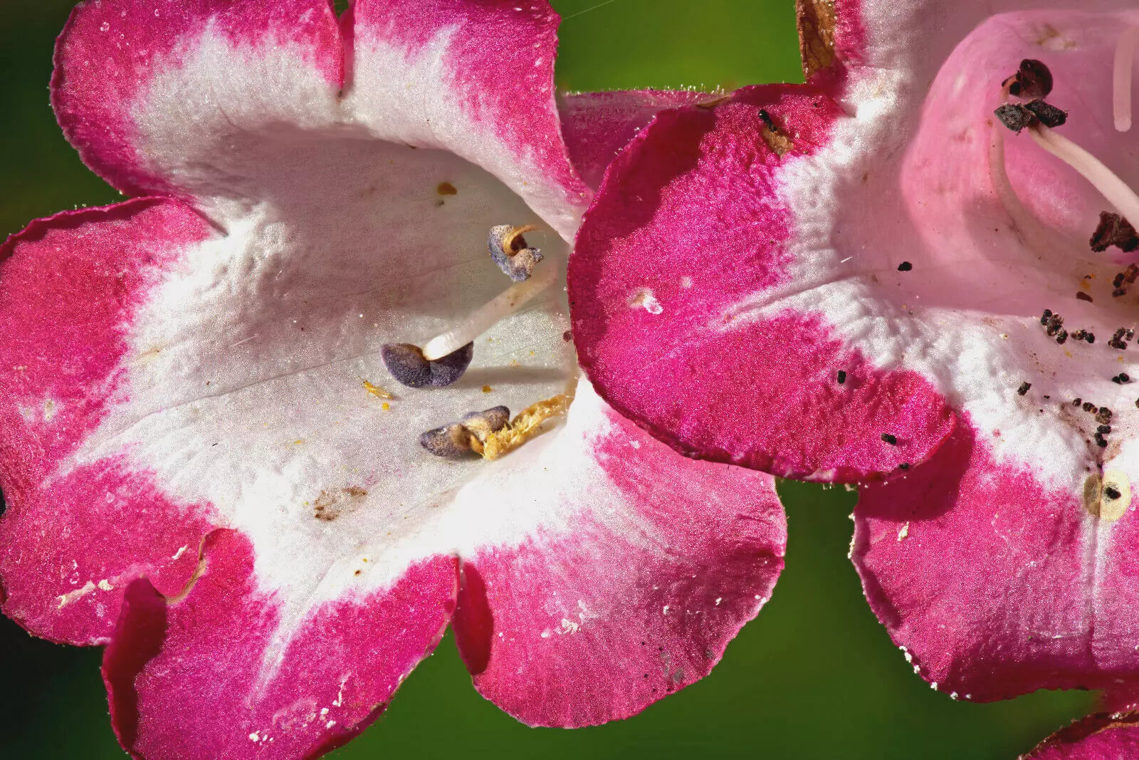 Pink Penstemon 100 Seeds | www.seedsplantworld.com