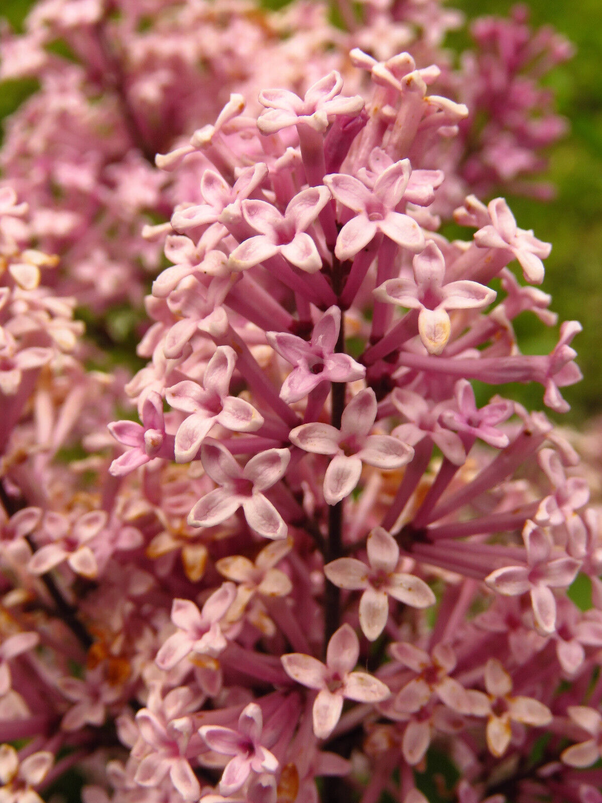 30 Pink Lilac Hungarian Lilac Tree Shrub Syringa Josikaea Fragrant Flower Seeds | www.seedsplantworld.com