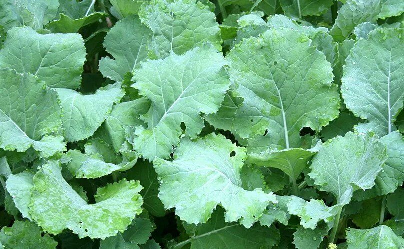 500+ Kale Premier Early Hanover NON-GMO Vegetable Seeds | www.seedsplantworld.com