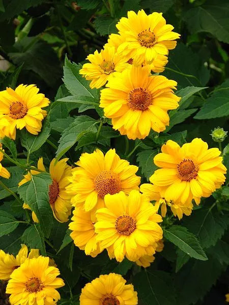 50 Summer Sun Sundrops Yellow Heliopsis Scabra False Sunflower Flower Seeds | www.seedsplantworld.com