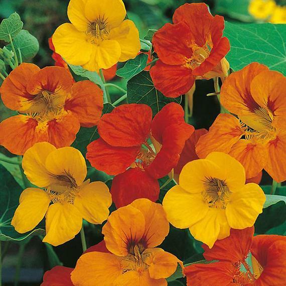 27 Nasturtium Tom Thumb Mix Edible Flower Dwarf Flower Seeds | www.seedsplantworld.com