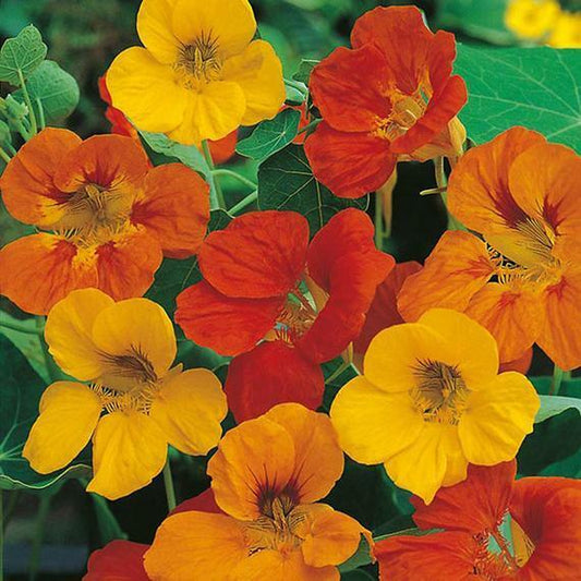 27 Nasturtium Tom Thumb Mix Edible Flower Dwarf Flower Seeds | www.seedsplantworld.com