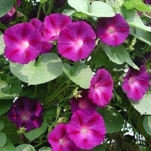 75 Morning Glory Vine Crimson Rambler Flower Seeds | www.seedsplantworld.com