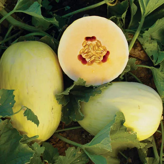 20 Crenshaw Melon Seeds Non-GMO Fruit Seeds | www.seedsplantworld.com