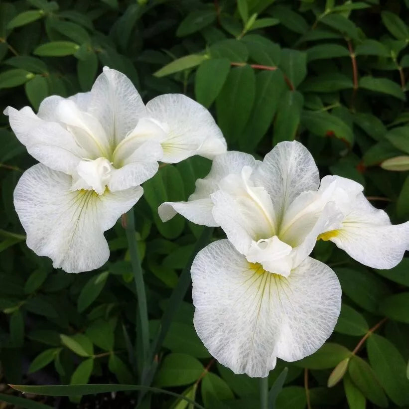 2 Snow Queen Siberian Iris Rhizomes Bareroot Sparkling White Flowered Perennial Rooted Plant