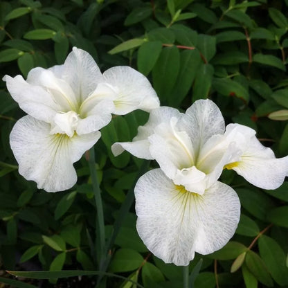 2 Snow Queen Siberian Iris Rhizomes Bareroot Sparkling White Flowered Perennial Rooted Plant