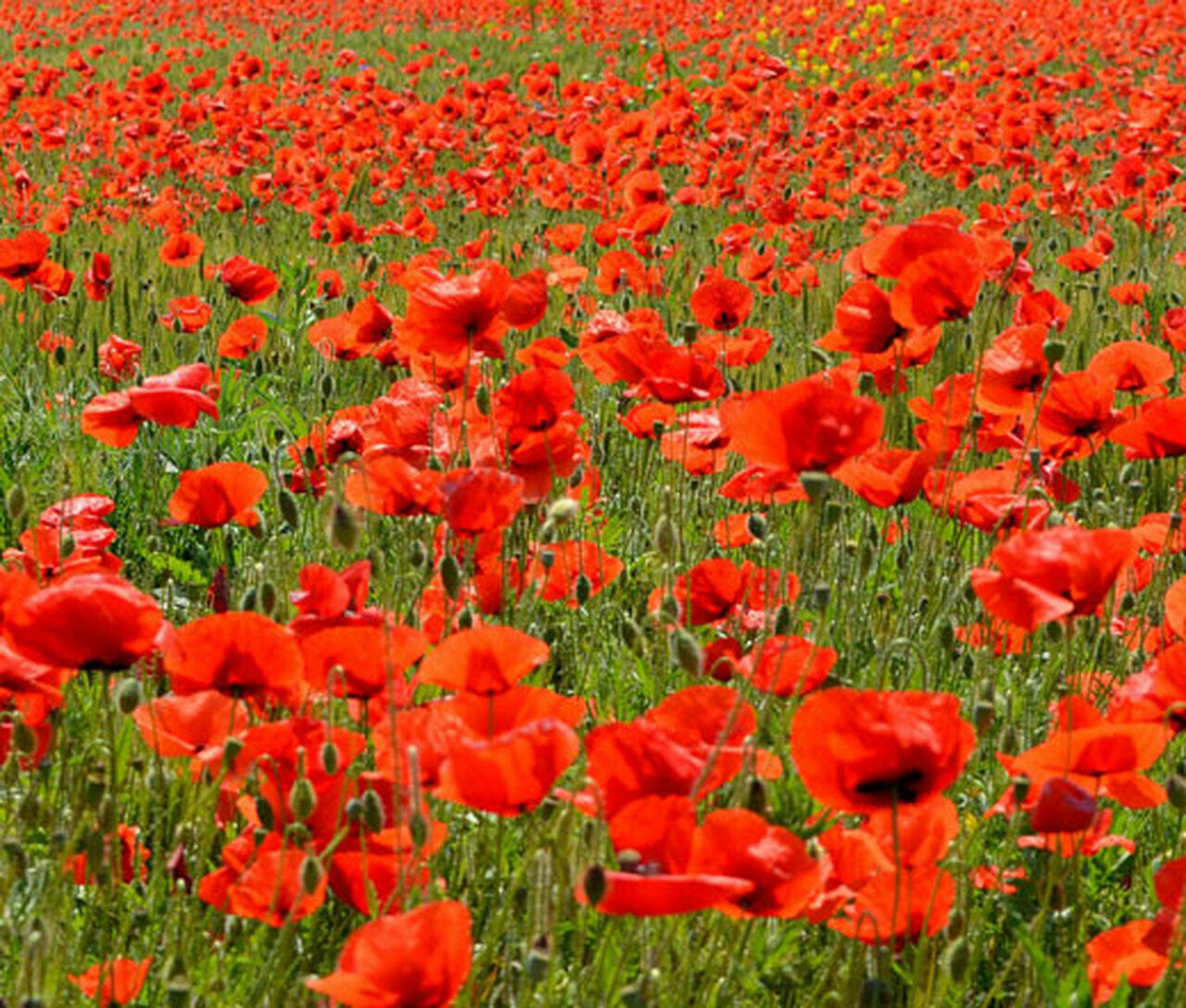 2340 Poppy American Legion Flower Seeds | www.seedsplantworld.com