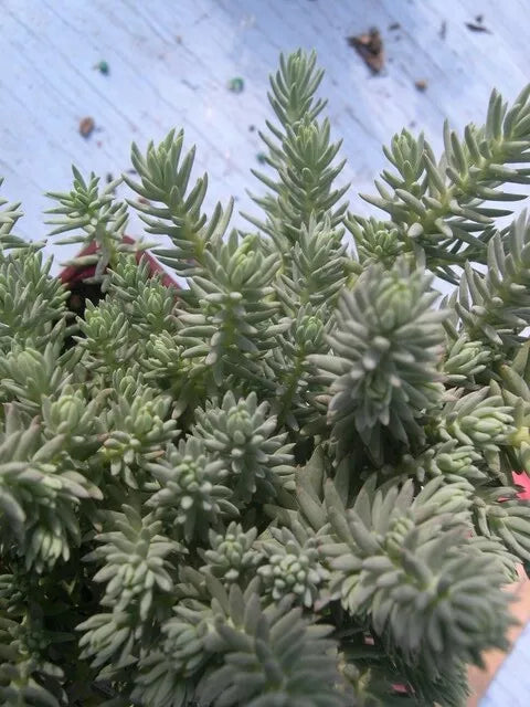 Sedum Blue Spruce 200 Seeds