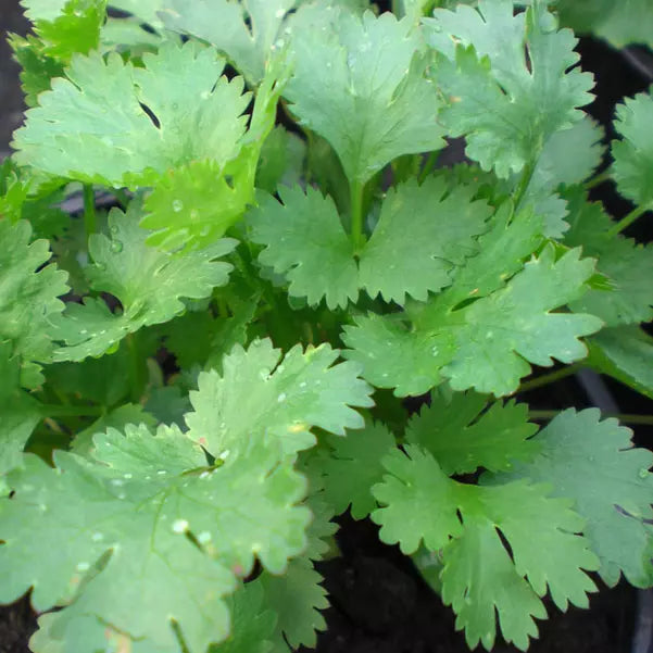 100 Santo Cilantro Seeds Heirloom Non-GMO Herb Seeds | www.seedsplantworld.com