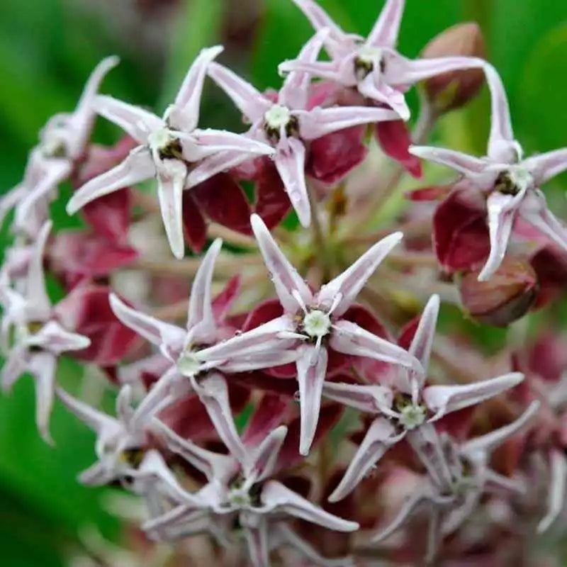 100 Milkweed Showy Perennial Asclepias Monarch Butterfly Host Plant Seeds For Planting | www.seedsplantworld.com