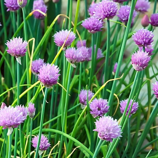 400+ Chives Common Onion Garden NON-GMO Herb Vegetable Seeds | www.seedsplantworld.com