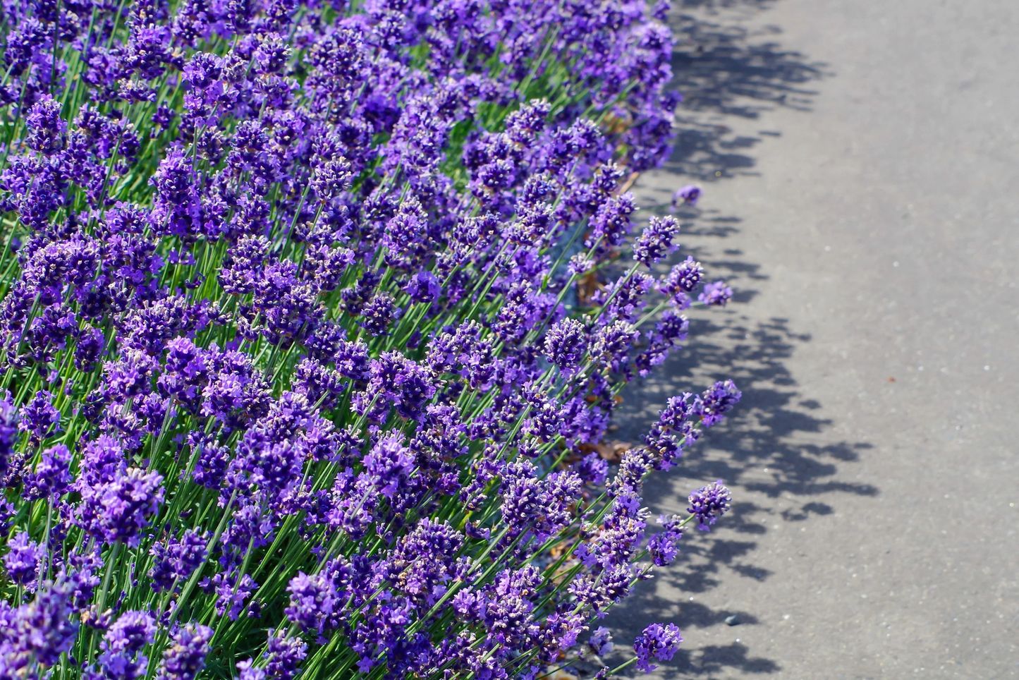 20 Dwarf Munstead Lavender English Lavandula Angustifolia Flower Herb Seeds | www.seedsplantworld.com