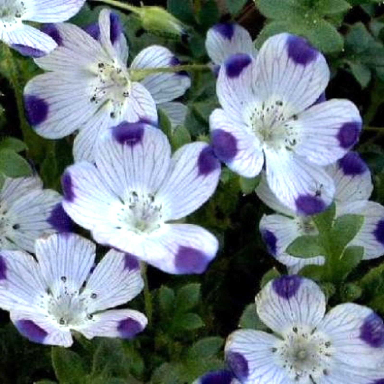 125 Five Spot Unusual Eye-Catching Purple Flower Seeds | www.seedsplantworld.com