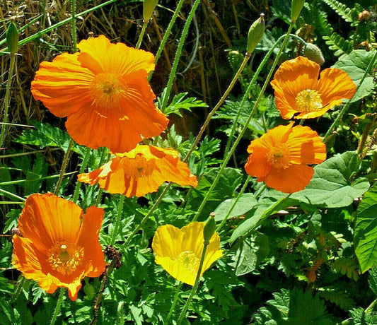 Welsh Poppy, Orange And Yellow Mixed 150+ Seeds