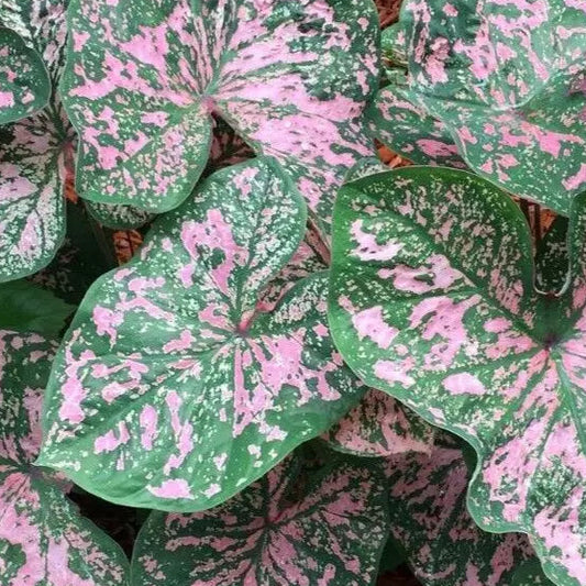 5 Caladium Fancy Leaf Florida Elise Bulbs Deer Resistant Spring Shipping Bulbs Plant