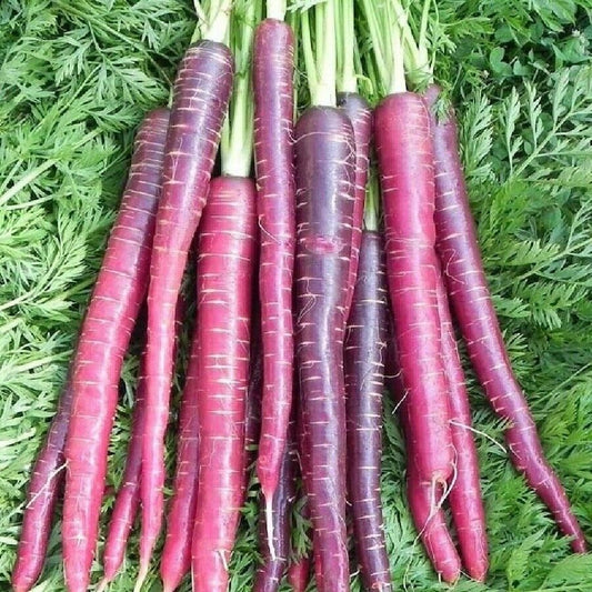 500+ Cosmic Purple Carrot Daucus Carota NON-GMO Vegetable Seeds | www.seedsplantworld.com