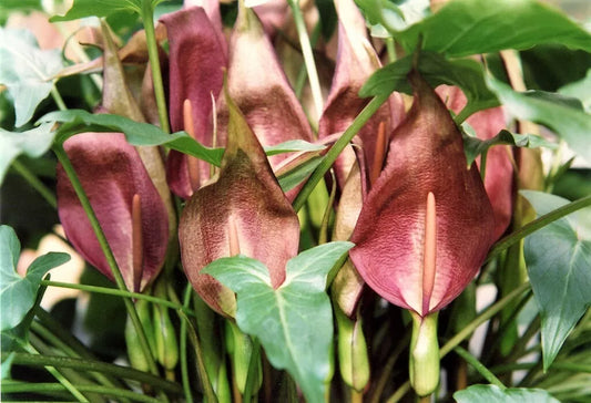 10 Dark Red Arum Cyrenaicum - Orange Red Berries, Spotted Leaves - Flower Seeds | www.seedsplantworld.com